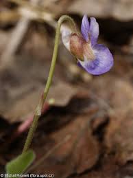 Attēlu rezultāti vaicājumam “Viola collina”