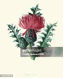 Attēlu rezultāti vaicājumam “Cirsium acaule flower”