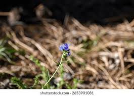 Attēlu rezultāti vaicājumam “Anchusa arvensis flower”