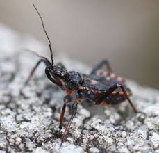 Attēlu rezultāti vaicājumam “Rhynocoris annulatus nymph”