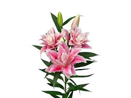 Image result for Lilie