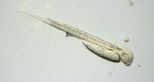 Image result for Labrus bergylta