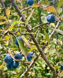 Attēlu rezultāti vaicājumam “Prunus spinosa fruit”