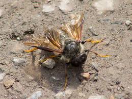 Attēlu rezultāti vaicājumam “Trichia ambigua macro”