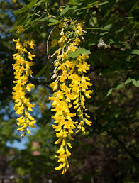 Image result for Laburnum anagyroides