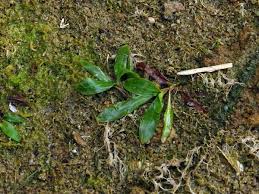 Attēlu rezultāti vaicājumam “Potamogeton gramineus”