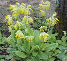 Image result for Primula veris
