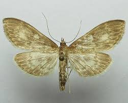 Attēlu rezultāti vaicājumam “Anania lancealis”