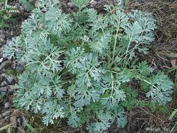 Image result for Artemisia absinthium