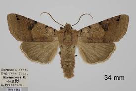 Attēlu rezultāti vaicājumam “Agrochola litura”