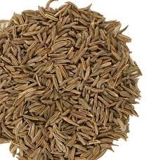 Image result for Carum carvi