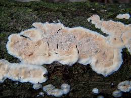 Attēlu rezultāti vaicājumam “Cylindrobasidium evolvens”