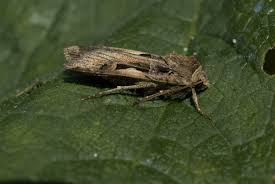 Attēlu rezultāti vaicājumam “Xestia c-nigrum”