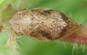 Attēlu rezultāti vaicājumam “Lepyronia coleoptrata”