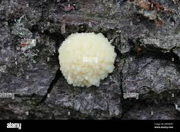 Attēlu rezultāti vaicājumam “Enteridium olivaceum”