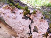 Attēlu rezultāti vaicājumam “Corticium roseum”