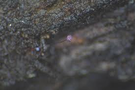 Attēlu rezultāti vaicājumam “Cribraria violacea”