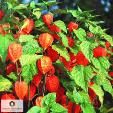 Attēlu rezultāti vaicājumam “Physalis alkekengi”