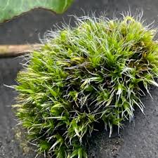 Attēlu rezultāti vaicājumam “Grimmia pulvinata sporophyte”