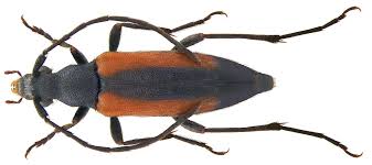 Attēlu rezultāti vaicājumam “Stenurella melanura”