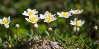 Attēlu rezultāti vaicājumam “Eurhynchiastrum pulchellum macro”