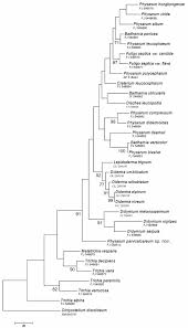 Attēlu rezultāti vaicājumam “Diderma rufostriatum spores”