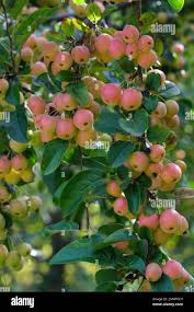 Attēlu rezultāti vaicājumam “Malus x zumi”