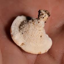 Attēlu rezultāti vaicājumam “Sistotrema confluens”