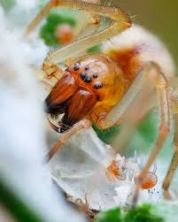 Attēlu rezultāti vaicājumam “Cheiracanthium sp.”