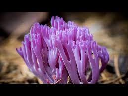 Attēlu rezultāti vaicājumam “Clavaria zollingeri”