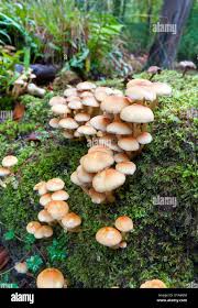 Attēlu rezultāti vaicājumam “Galerina marginata”