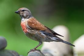 Attēlu rezultāti vaicājumam “Carduelis cannabina adult”