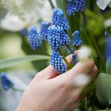 Attēlu rezultāti vaicājumam “Muscari armeniacum flower”