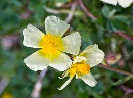 Attēlu rezultāti vaicājumam “Helianthemum nummularium”