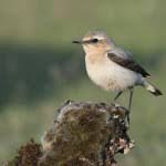 Attēlu rezultāti vaicājumam “Oenanthe oenanthe female”