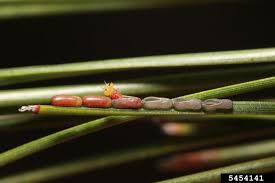 Attēlu rezultāti vaicājumam “Acantholyda erythrocephala”