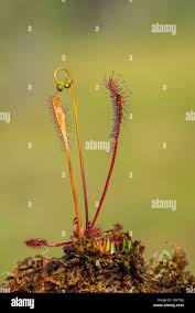 Attēlu rezultāti vaicājumam “Drosera anglica leaf”