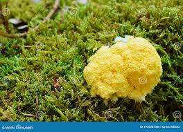 Attēlu rezultāti vaicājumam “myxomicetes”