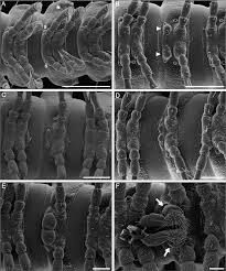 Attēlu rezultāti vaicājumam “Ommatoiulus vilnensis”