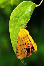 Attēlu rezultāti vaicājumam “Rhyparia purpurata”