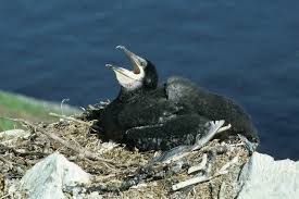 Attēlu rezultāti vaicājumam “Phalacrocorax carbo nest”