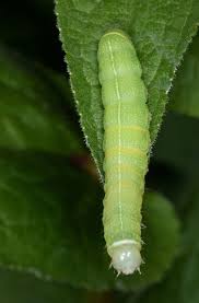 Attēlu rezultāti vaicājumam “Orthosia cerasi”