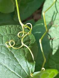 Attēlu rezultāti vaicājumam “Stemonitopsis amoena stalked”