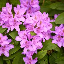 Attēlu rezultāti vaicājumam “Rhododendron catawbiense”