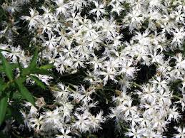 Attēlu rezultāti vaicājumam “Dianthus arenarius”