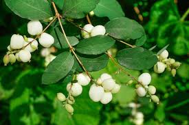 Attēlu rezultāti vaicājumam “Symphoricarpos albus fruit”