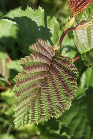 Attēlu rezultāti vaicājumam “Alnus incana leaf”