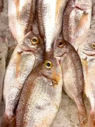 Image result for Pagrus