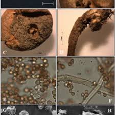 Attēlu rezultāti vaicājumam “Tulostoma fimbriatum”