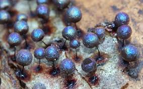 Attēlu rezultāti vaicājumam “Lamproderma arcyrioides macro”